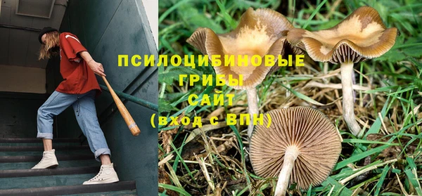 ГАЛЛЮЦИНОГЕННЫЕ ГРИБЫ Балахна